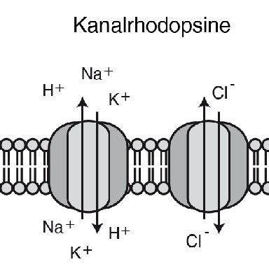 This page is based on the copyrighted wikipedia article protonenpumpe (authors); Abbildung 5: Elektrophysiologie von Bakteriorhodopsin. A ...