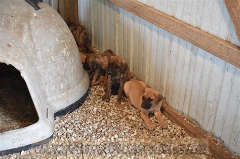 Ms great dane puppies, ocean springs, ms. Great Danes Fawn Brindle AKC Color-Pure Puppies Stud Service