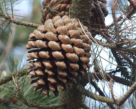 The area was originally inhabited by. Pinus radiata - Pin de Monterey - Florama