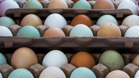 We did not find results for: Kenapa Warna Telur Berbeda-beda? - Zenius Blog