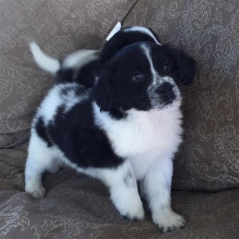 I offer abca and akc registered purebred border collie puppies from ofa certified (good or excellent) and cea normal parents of u.s and imported champion bloodlines. Border Collie Puppies For Sale | New York, NY #219619