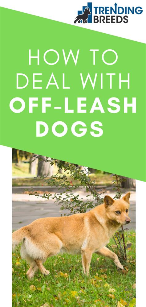 Do you both use exactly the same type of training? What to do if an Off-Leash Dog Approaches You and Your Dog ...
