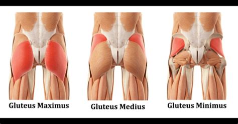 See more ideas about glutes, workout, exercise. Westcoast SCI - What exactly are your "glutes"