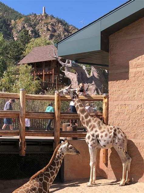 Pin by pamhardman on Cheyenne Mountain Zoo in 2020 | Cheyenne mountain zoo, Cheyenne mountain, Zoo