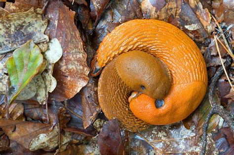 Ist die schnecke ausgewachsen, dann bleibt das haus, wie es ist. Weichtiere: Schnecken und Muscheln - NABU