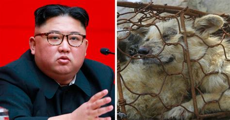 Kim jong un's regime admitted that north korea is experiencing the worst drought the country has seen in 37 years, and united nations officials are saying that almost half of the country's population is facing severe food shortages. North Korea Collects Family Dogs For Slaughter During Food ...
