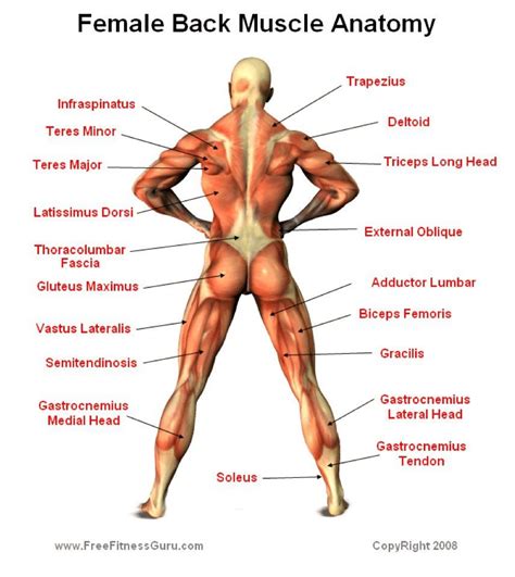 Muscles adapted for loaded versus unloaded actions. Female Back Muscle Anatomy (With images) | Muscle anatomy ...
