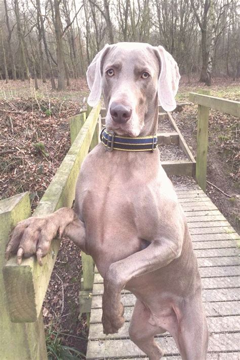 Find blue weimaraner puppies and dogs from a breeder near you. Weimaraner Puppy Blue Weimaraner Puppy weimaraner puppy ...