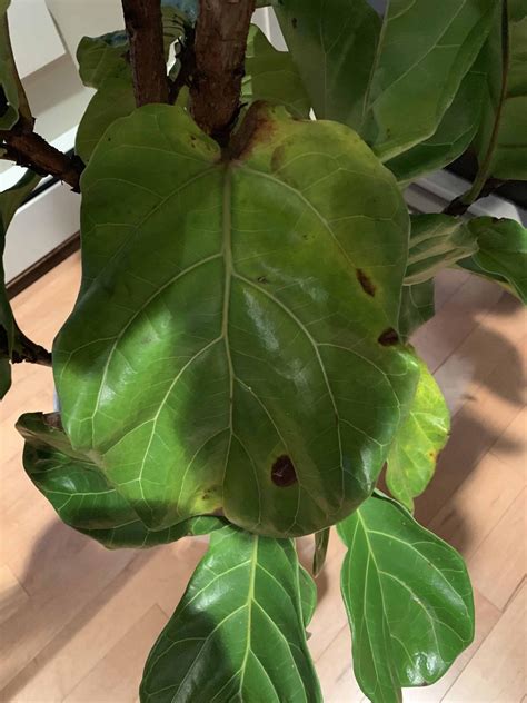 Fiddle leaf fig is one of them as a decorative piece in the home. Brown/Black Spots and Dropping Leaves! | The Fiddle Leaf ...