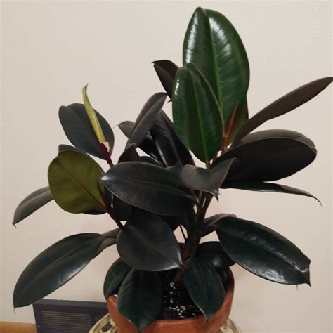 These broad, black shiny leaves make a bold statement in a sea of green. Ficus elastica 'Burgundy' syn. Ficus elastica 'Black ...