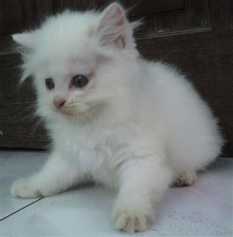 Kucing anggora lucu umur 1 tahun, lincah, sehat dan pintar nama: Harga Kucing Persia Putih Mata Biru - Terkait Mata