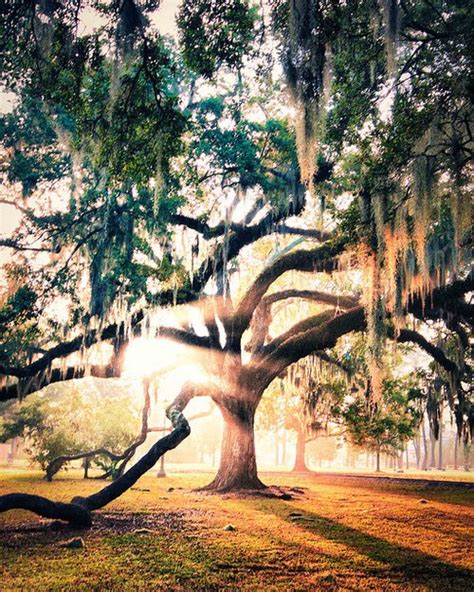 Find professional savannah sunrise videos and stock footage available for license in film, television, advertising and corporate uses. In Graphic Detail: Spanish Moss Sunrise, Savannah, Georgia