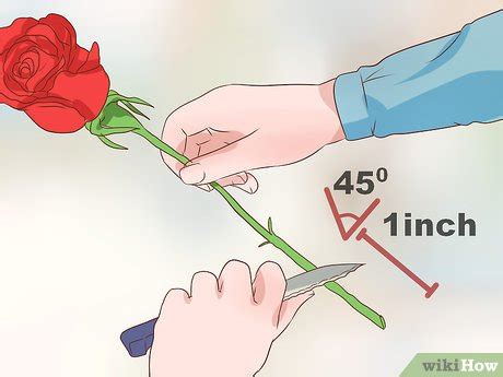How to best preserve cut flowers. 3 Ways to Preserve Cut Flowers - wikiHow