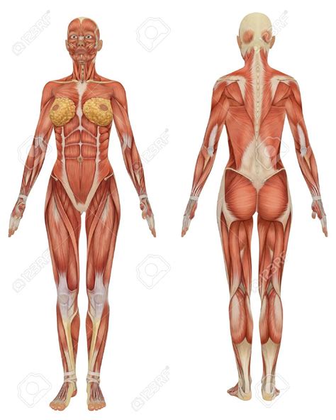 Posted on april 4, 2019. Image result for female back anatomy diagram | Anatomia ...