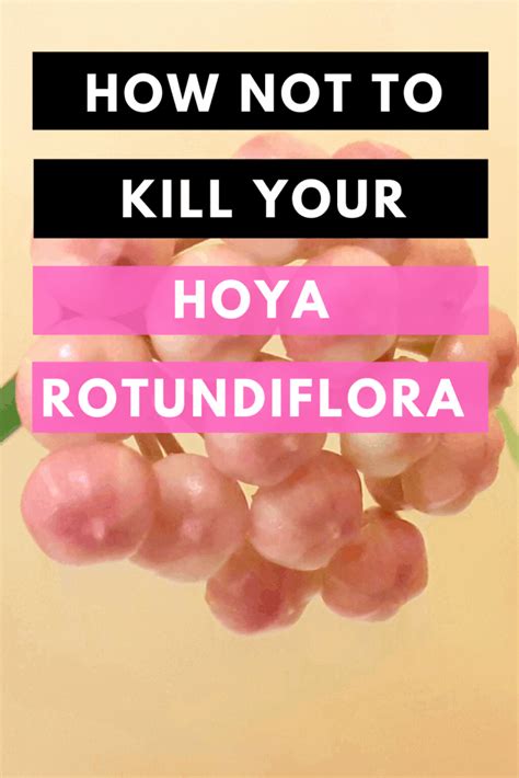 Rare, well rooted plant with multiple runners. Hoya Rotundiflora Proven Care Tips | Plantophiles