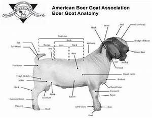 Goat Chart Thought This Was Interesting R Bbq