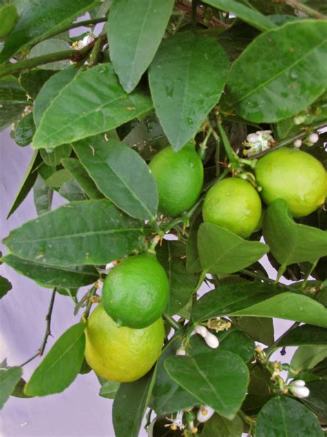 Citrus aurantifolia 'Mexican' - Sloat Garden Center
