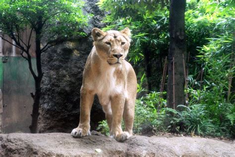 1:10 manyamou 4 778 просмотров. 上野動物園東園 インドライオン （食肉目 ネコ科 keywordライオン ...