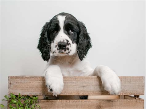 Our goal is to produce sane, sensible english springer spaniels. English Springer Spaniel Puppies - Pet City Pet Shops