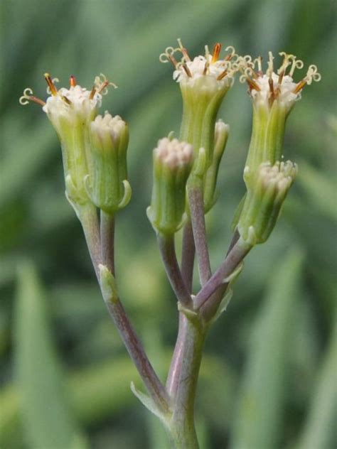 Curio ficoides () , calyx 6(2): Curio ficoides (Big Blue Chalk Sticks) | World of Succulents