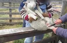 sheep hewan castrated kejahatan pain lamb kambing kalah menderita juga