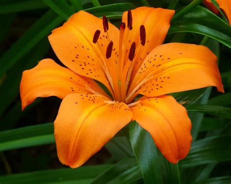 Once the plants are done flowering, cut back the foliage when it turns yellow. Lily Flowers