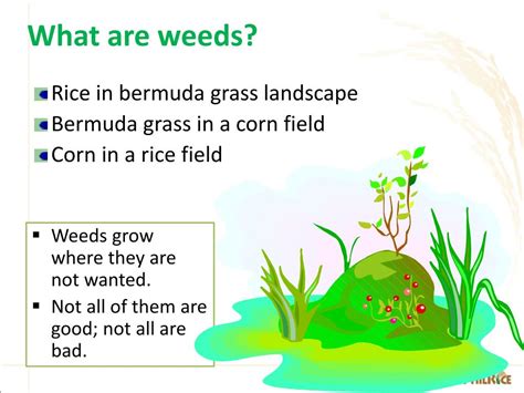 Food, soil, and pest management. PPT - WEEDS of RICE & their MANAGEMENT PowerPoint ...