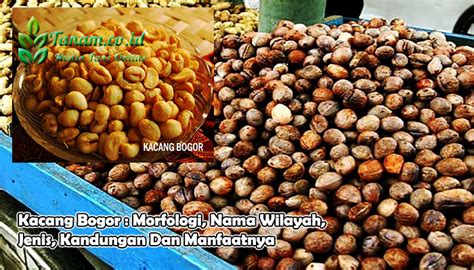 Hal ini karena banyak olahan makanan yang berbahan dasar kacang kedelai. Kacang Bogor : Morfologi, Nama Wilayah, Jenis, Kandungan ...