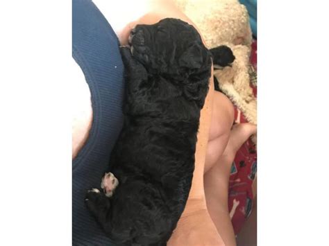 42 red standard poodle puppies near me. Four Standard Poodle Pups Available in Jackson, Georgia ...