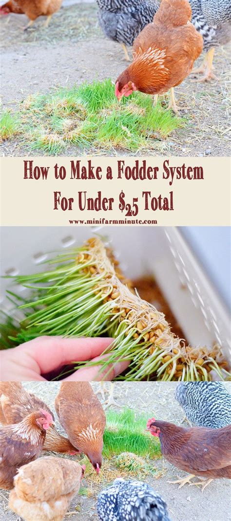 Many people put clorox bleach in their soak water, but i have found that food grade hydrogen peroxide keeps the mold down and is not adding chloride to the feed. How to Make a Cheap Easy Fodder System. This Fodder System ...