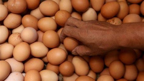 Sel biasanya mikroskopis, sedangkan jaringan dapat dilihat dan dimanipulasi. CEK FAKTA - Telur Cangkang Kuning Lebih Sehat dari Telur ...