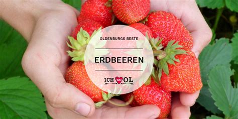 Wer selber pflanzen möchte, hat weniger bekannt: Erdbeeren selbst pflücken in Oldenburg | Guides ...