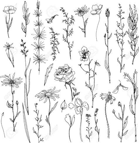 Buy 2 prints and get 2 more for free! 42248584-floral-doodle-set-of-ink-drawing-herbs-leaves-and ...