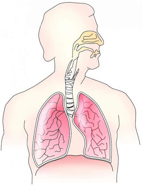 Sternum), or by cutting between two ribs, where only muscles are cut. "Lung Cancer" can be treated successfully if found in ...