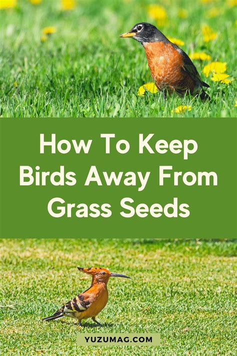 Apr 16, 2021 · types of netting for landscaping. How To Keep Birds Away From Grass Seed [12 Easy Methods ...