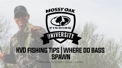 Chinook and sockeye salmon from central idaho, for example, travel over 1,400 km (900 mi) and climb nearly 2,100 m (7,000 ft) from the pacific ocean as they return to spawn. Where Do Bass Spawn • KVD Fishing Tips - YouTube