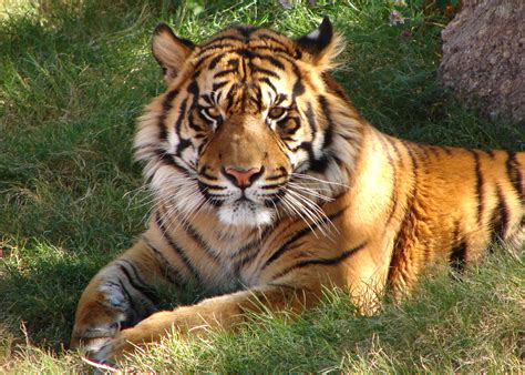 Tigresoficial, san nicolás de los garza, mexico. Fonds d'écran Tigre - MaximumWall