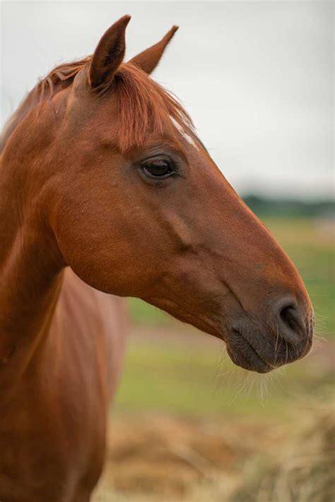 Similar colors in some breeds of dogs are also called buckskin. Unsere Pferde - Wanderreiten im Havelland