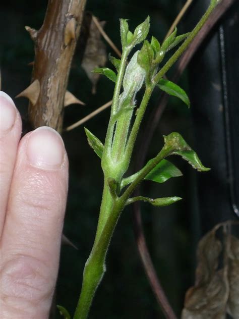 So lagern sie kohl im winter zu hause: Wann soll man Clematis schneiden? Erfahren Sie es hier.