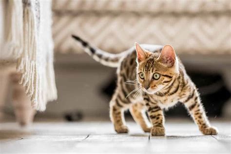 Two things are happening in this training: How to Train a Bengal Cat: (To Fetch, Not to Bite)