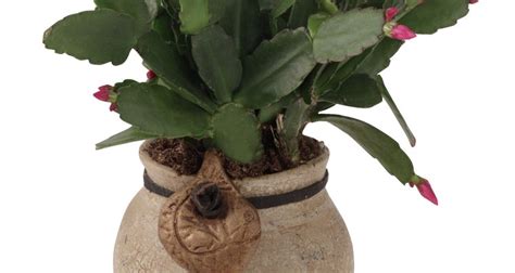 Cactus offer a variety of shapes and color to the indoor garden. How to revive an indoor cactus