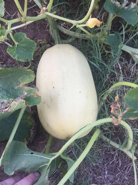 Rows should be spaced 8 feet apart. Does this spaghetti squash look ripe or does it need to ...