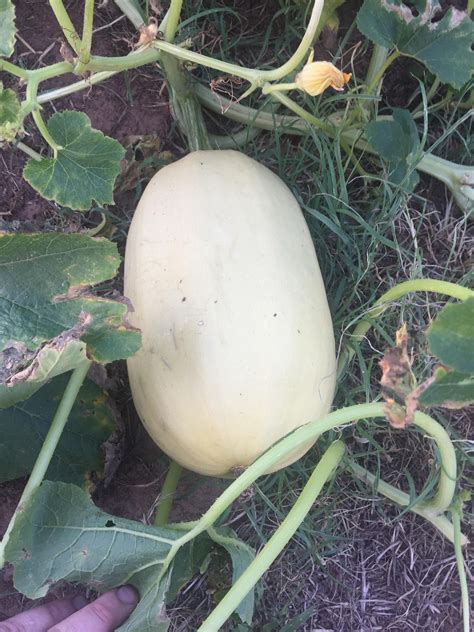 Spaghetti can be enjoyed grilled, roasted, or even in soups and stews, making it a diverse squash variety well worth your time. Does this spaghetti squash look ripe or does it need to ...