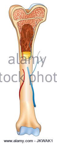 600+ vectors, stock photos & psd files. Cross section of human long bone showing trabecula bone ...