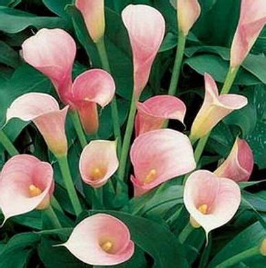 Easy to grow bulbs's products on amazon.com. Calla pink giant EasyToGrowBulbs.com | Calla lily, Lily plants