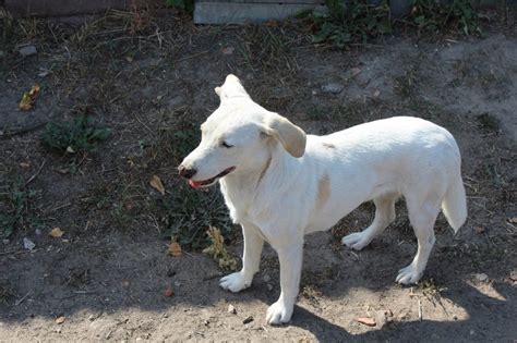 Il n'y a qu'un professionnel qui pourra découvrir de quoi il s'agit et qui pourra décider quel est le type d'intervention à mettre en place. Chien Petite Boule Sous La Peau - Chien Nouvelles