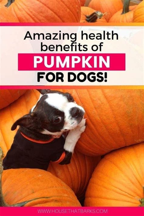 Scopri ricette, idee per la casa, consigli di stile e altre idee da provare. 10 Amazing Health Benefits Pumpkin For Dogs | House That Barks