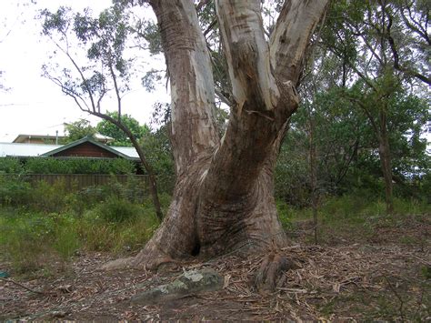 The Habitat Advocate » Blog Archive Selfish greed kills Faulconbridge Tree - The Habitat Advocate