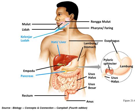 Sebaik apa kamu mengenal organ tubuhmu sendiri? Makalah Sistem Pencernaan Pada Manusia Lengkap - GADISNET