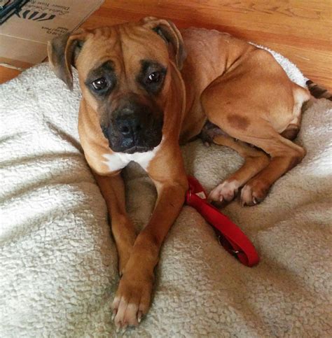 Adopting a dog of any breed is a very big decision, and one. Boxer Puppies Rescue Near Me - Animal Friends